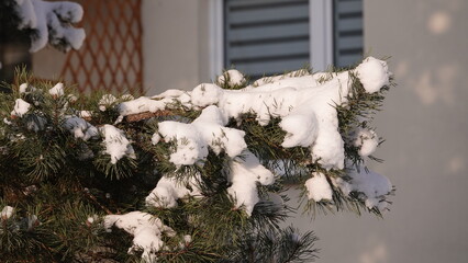 Zielone konary sosny z widocznymi igłami przykryte grubą warstwą białego śniegu.  © tomo81