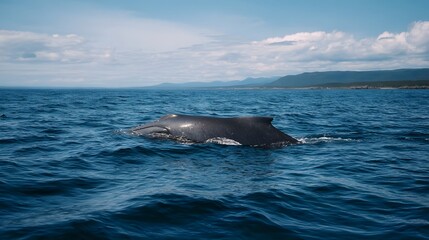 Fototapeta premium Humpback whale surfaces in the vast blue ocean under a bright sky with scattered clouds