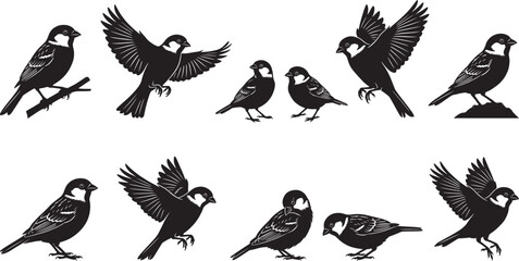 Obraz premium Black silhouettes of sparrows and small songbirds perched and flying isolated on white background various bird poses for nature and garden design elements
