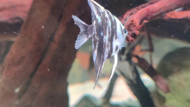 Marble angelfish (Pterophyllum scalare), a popular freshwater aquarium fish.It is an artificially bred color variant of the common angelfish, known for its distinctive black and white coloration.