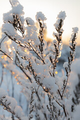 Obraz premium Frozen winter plants with icy details, covered in snow against backdrop of setting sun. A beautiful, tranquil winter nature photograph. Cold weather, low temperatures, snowy weather, natural beauty