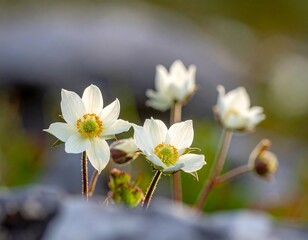 Close-up of delicate white flowers with yellow centers against a blurred natural background