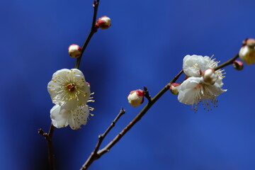 寒さに耐え気品よく咲く