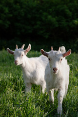 Obraz premium baby goat eating grass. white goat on a meadow. goats on a meadow. baby goat and mother. two white goats