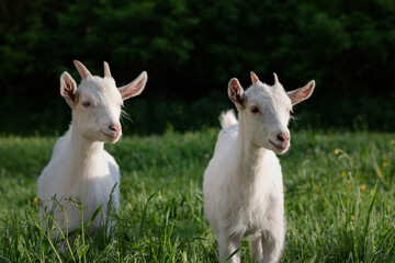Obraz premium baby goat eating grass. white goat on a meadow. goats on a meadow. baby goat and mother. two white goats