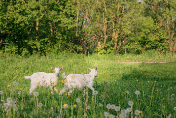 Obraz premium baby goat eating grass. white goat on a meadow. goats on a meadow. baby goat and mother. two white goats