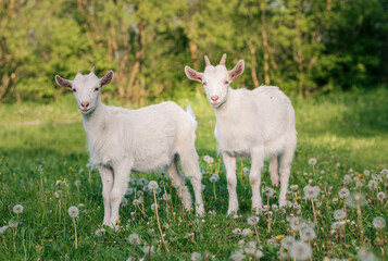 Obraz premium baby goat eating grass. white goat on a meadow. goats on a meadow. baby goat and mother. two white goats