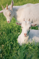 Fototapeta premium baby goat eating grass. white goat on a meadow. goats on a meadow. baby goat and mother. two white goats