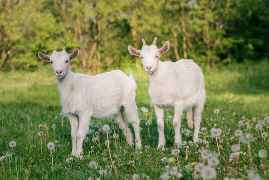 baby goat eating grass. white goat on a meadow. goats on a meadow. baby goat and mother. two white goats