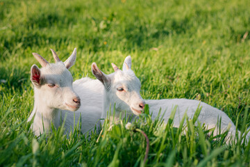 Obraz premium baby goat eating grass. white goat on a meadow. goats on a meadow. baby goat and mother. two white goats