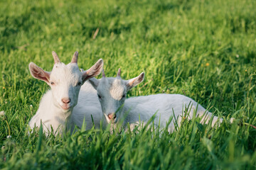 Obraz premium baby goat eating grass. white goat on a meadow. goats on a meadow. baby goat and mother. two white goats