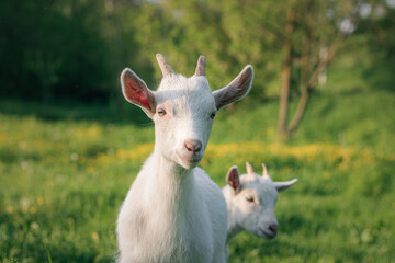 Obraz premium baby goat eating grass. white goat on a meadow. goats on a meadow. baby goat and mother. two white goats