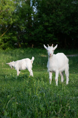 Obraz premium baby goat eating grass. white goat on a meadow. goats on a meadow. baby goat and mother. two white goats