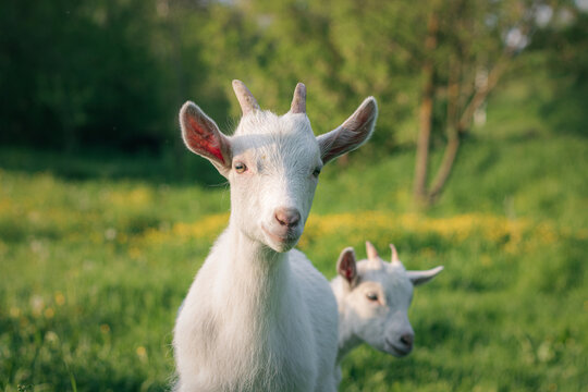 baby goat eating grass. white goat on a meadow. goats on a meadow. baby goat and mother. two white goats