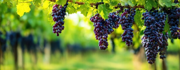 The Grapes Hanging in a Sunlit Vineyard Row with Lush Green Vines