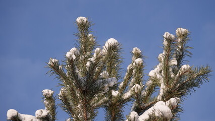 Zielone konary sosny z widocznymi igłami przykryte grubą warstwą białego śniegu.  © tomo81