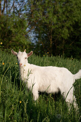Obraz premium baby goat eating grass. white goat on a meadow. goats on a meadow. baby goat and mother. two white goats