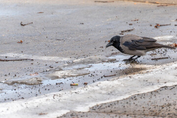 Fototapeta premium A black crow is walking on a wet road. The road is covered in leaves and debris. The bird is walking on the wet pavement
