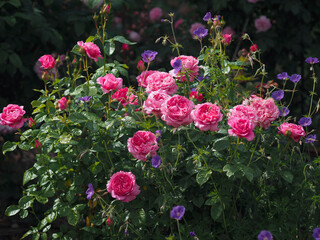 Beautiful romantic rose garden