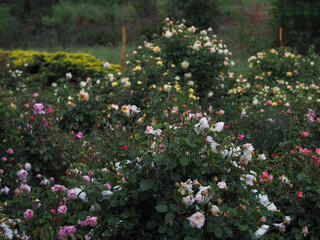 Beautiful romantic rose garden