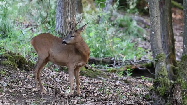 Rehbock im Wald