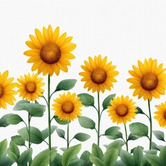 Obraz premium Vibrant sunflowers against white background showcasing tall green stems and bright yellow petals