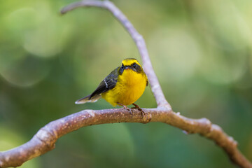 Fototapeta premium Yellow-bellied Fairy-fantail (Chelidorhynx hypoxanthus) perched on the tree branch, close-up shot