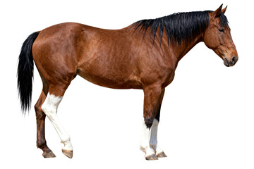 Obraz premium Chestnut Horse with White Legs and Black Mane