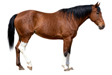 Chestnut Horse with White Legs and Black Mane