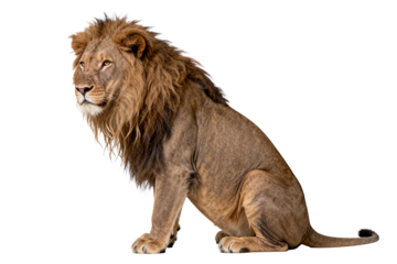 Male African Lion in Side View Sitting on Ground