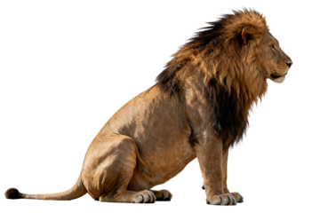 Male Lion with Impressive Mane Sitting Pose