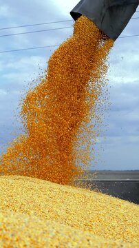 A High Shutter Speed Shot of Corn Kernels Falling from Combine Auger into Grain Cart. Camera captures a steady stream of vibrant yellow corn kernels being discharged during the fall harvest.
