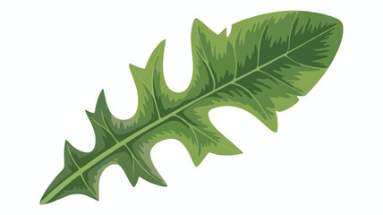 Fototapeta premium Green leaf with jagged edges and pointed tips on white