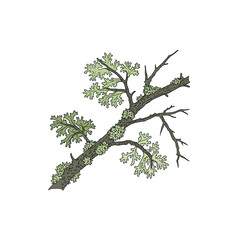Obraz premium Illustration of a tree branch adorned with green foliage and textured lichen growth