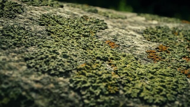 Geological Lichen Growth Wider shot showing lichen map patterns spreading across a large geological formation, emphasizing natural scale.