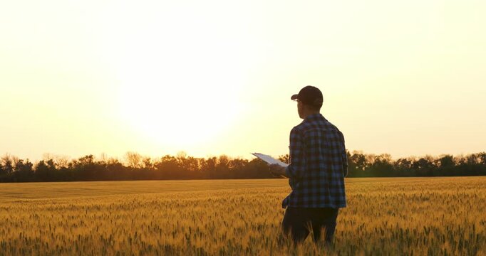 Farmer reviews data and writes on clipboard. Farmer walks through wheat tracking growth. Golden hour lights spikes and dust. Rural management guides planning. Farmer records numbers carefully now now.
