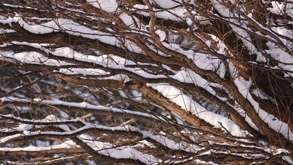 Gęste gałęzie drzewa pokryte śniegiem  © tomo81