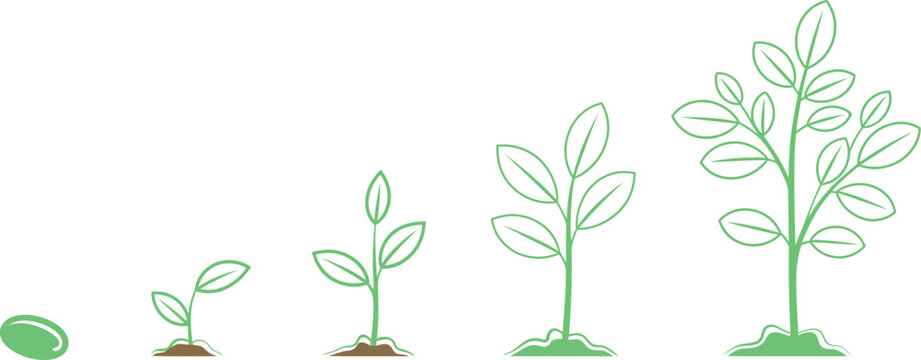 Plant growth stages sequence from seed germination to mature tree on grey background, botanical illustration, life cycle concept