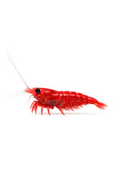 Red Cherry Shrimp Frontal Portrait