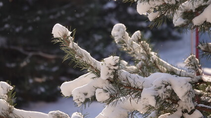 Zielone konary sosny z widocznymi igłami przykryte grubą warstwą białego śniegu.  © tomo81