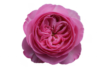 Close-up of pink rose on black flower petals isolated on a transparent background