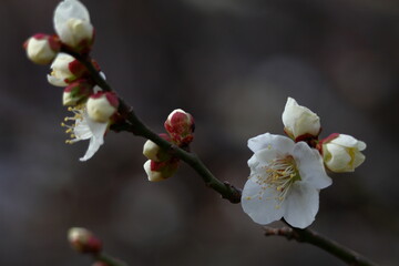 寒さに耐え気品よく咲く