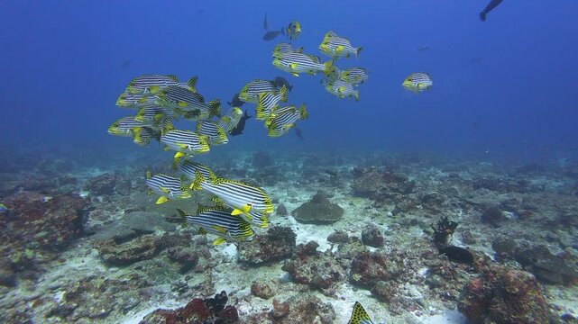 Maafushi, Maldives: Footage of schooling sweet lips fish swimming above reef during in blue water ocean diving in Maafushi, an island in Kaafu Atoll of Maldives