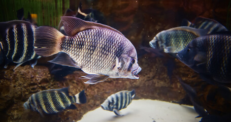 Heterotilapia Swimming In Aquarium. Genus Of Cichlid Fish. Heterotilapia Fishes Float In Zoo Aquarium. Fish With Distinctive Dark-and-light Banded Pattern. Aquarium Filled With Heterotilapia Fish © Great Brut Here