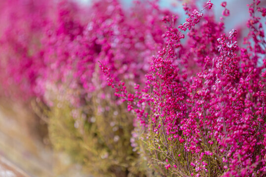 Soft selective focus bush of purple pink heather flowers in the garden, Erica cinerea, The bell heather is a species of flowering plant in the heath family Ericaceae, Natural floral pattern background