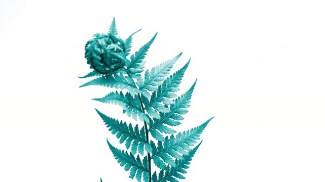 Duotone Floral Bloom Close-up, focusing on the unfurling of petals in two harmonious colors