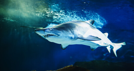 Naklejka premium Sand Tiger Shark And Stingray Swim In Underwater Aquarium. Carcharias Taurus Gray Nurse Shark. Blue-nurse Sand Tiger Close Up View. Shark Inhabits Subtropical. Dwell In Waters Of Japan, Australia