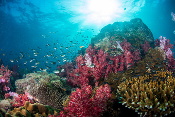 Coral reef teeming with fish and colorful corals in clear water near a rocky formation during midday sunlight
