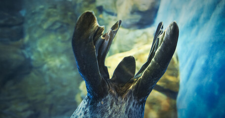 Tail Of Common Seal Close Up View. Tail Of Seal Is Relatively Short, Often Hidden Beneath Their Blubber And Skin. Muscular Appendage Allowing Harbor Seal To Navigate With Precision And Agility © Great Brut Here