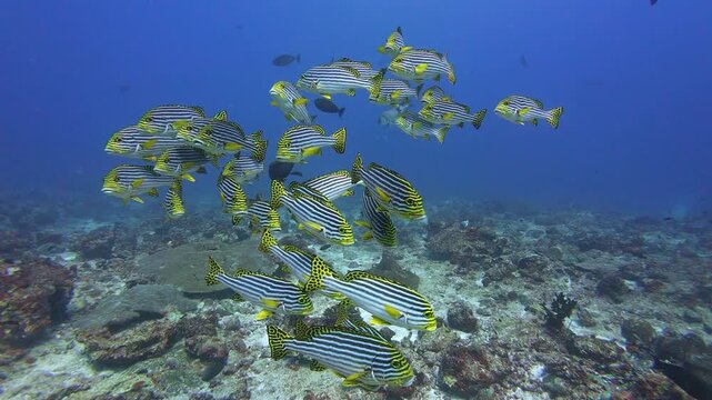 Maafushi, Maldives: Slow motion footage of schooling sweet lips fish swimming above reef during in blue water ocean diving in Maafushi, an island in Kaafu Atoll of Maldives